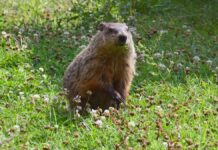 AI Weather Predictions: No More Reliable Than a Groundhog