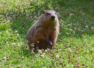 Predicciones meteorológicas de IA: no más fiables que una marmota